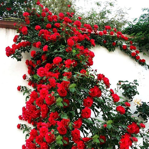 Seeds Of Strength rose climbing seeds for vibrant climbers in sunny gardens.