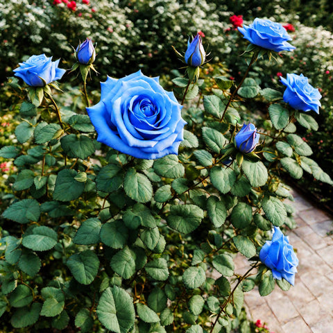 Seeds Of Strength rose plants in container or bed for versatile landscaping.