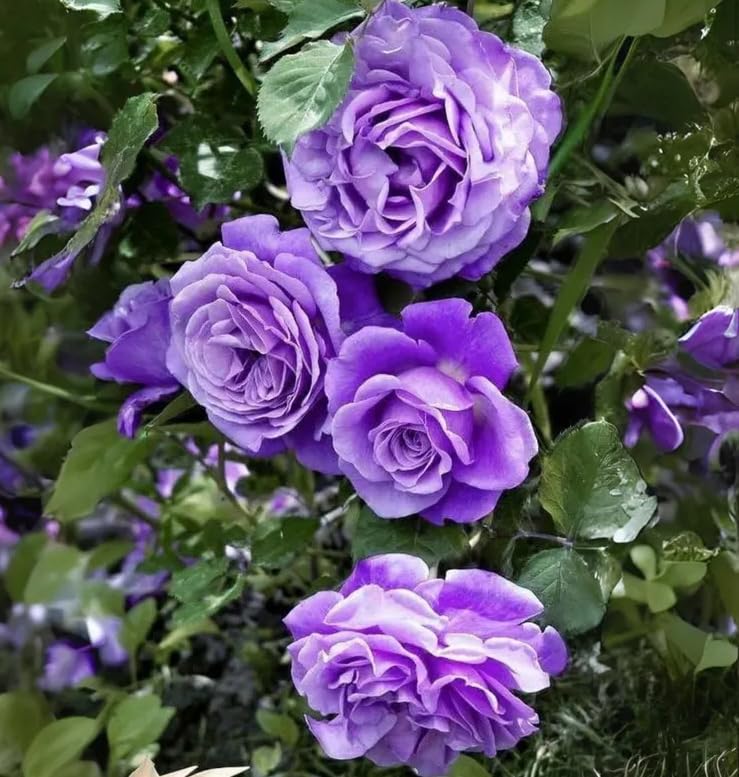 Seeds Of Strength rose seed-packaging keeps seeds fresh and organized for easy planting.
