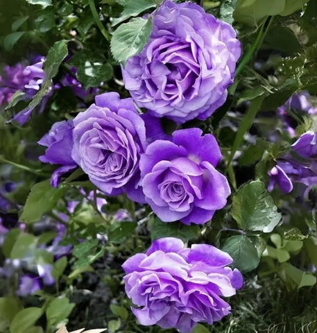 Seeds Of Strength rose seed-packaging keeps seeds fresh and organized for easy planting.