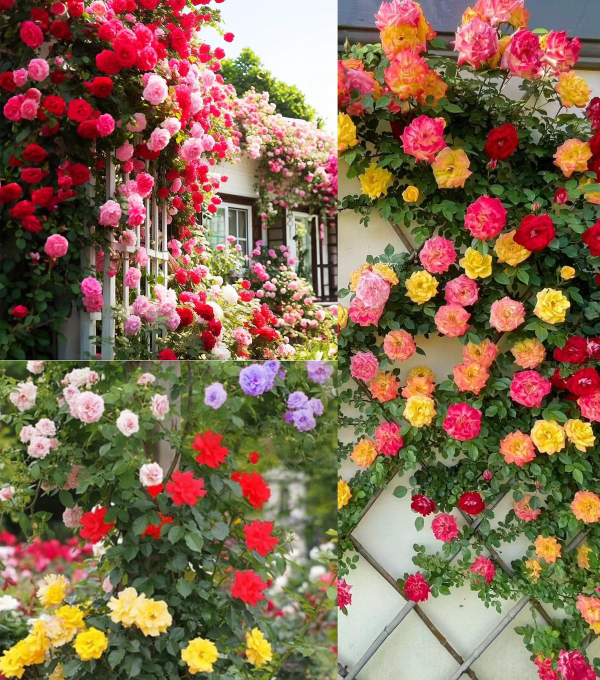 Seeds Of Strength pink climbing rose seed packets for outdoor planting and vibrant climbers.