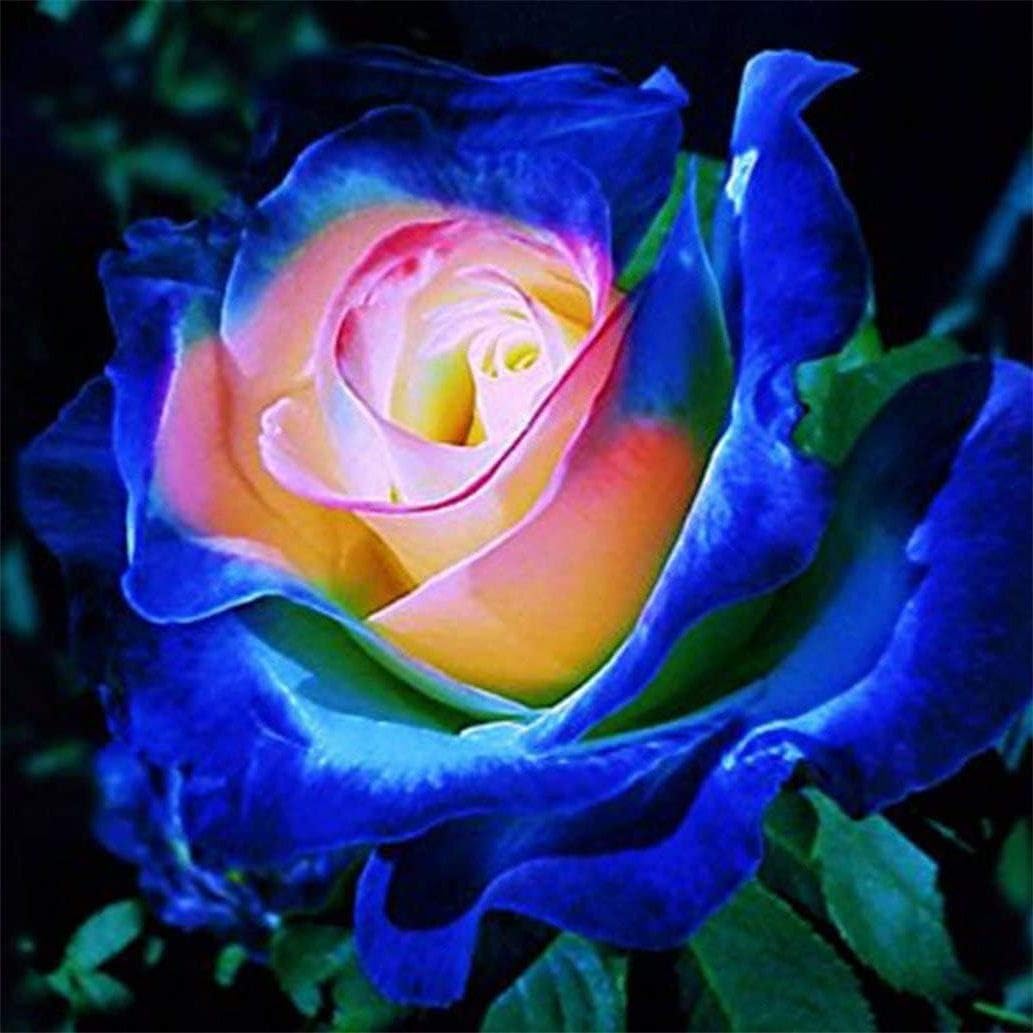 Seeds Of Strength rose seeds for balcony garden ready for vibrant container displays.