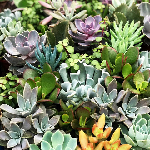 Easy aftercare tips to help seedlings thrive after germination