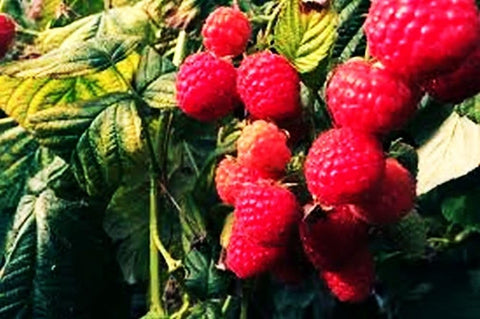Seeds Of Strength self sustaining garden with raspberries offers fresh fruit potential