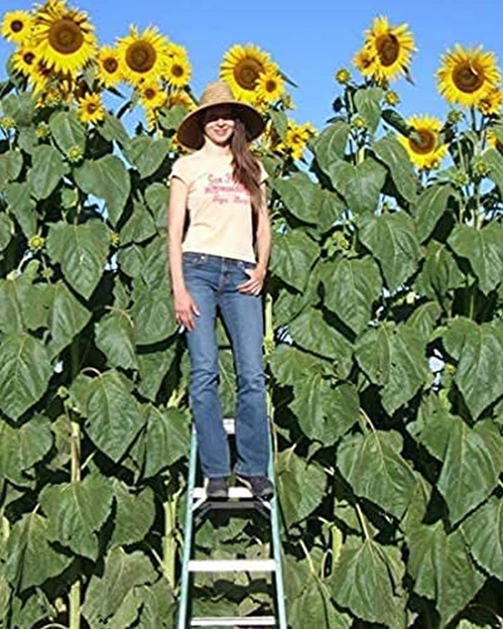 Seeds Of Strength Skyscraper Sunflower ready-to-plant seeds for tall garden displays.