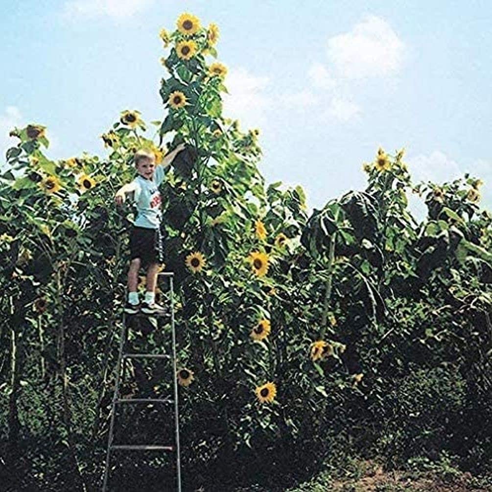 Seeds Of Strength Skyscraper Sunflower tall bloom reaches impressive height in sunlit beds.