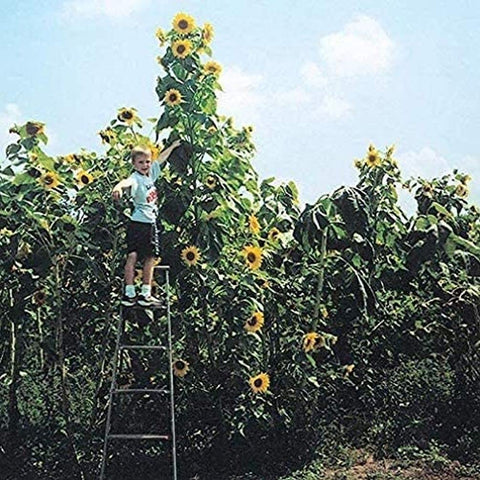 Seeds Of Strength Skyscraper Sunflower tall bloom reaches impressive height in sunlit beds.