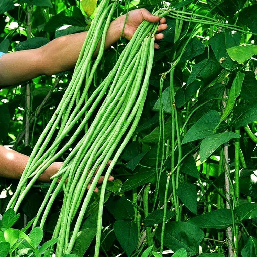 Seeds Of Strength Snake Oriental yard-long bean seeds pack ready for planting and harvest.