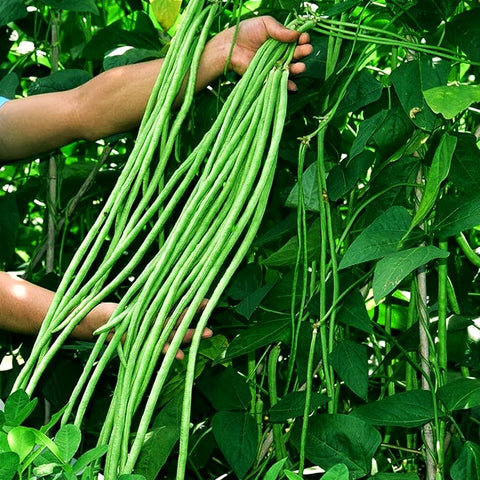 Seeds Of Strength Snake Oriental yard-long bean seeds pack ready for planting and harvest.