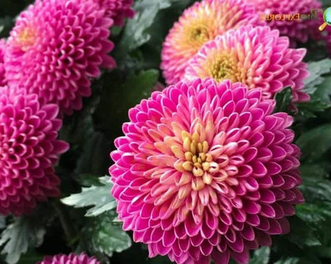 Seeds Of Strength snowball mums thrive in fall color across garden beds.