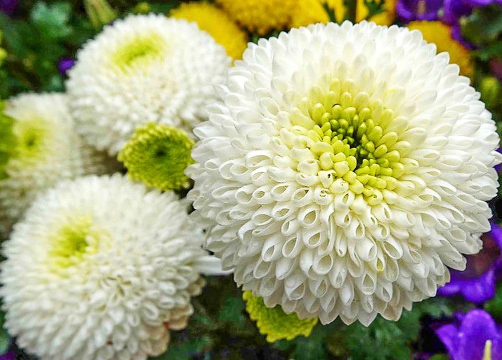 Seeds Of Strength snowball mums display dense clusters suitable for borders and mass plantings.