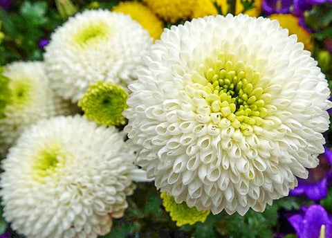 Seeds Of Strength snowball mums display dense clusters suitable for borders and mass plantings.
