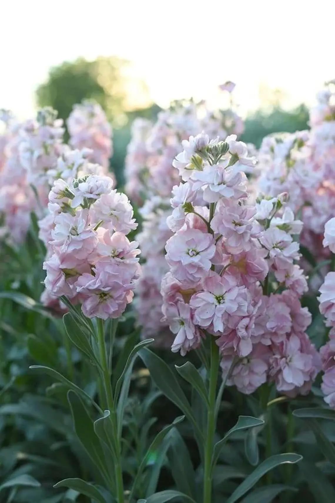 Seeds Of Strength stock aroma preview hints at pleasant garden scent.