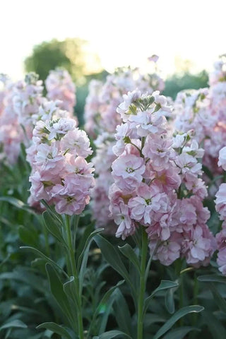 Seeds Of Strength stock aroma preview hints at pleasant garden scent.