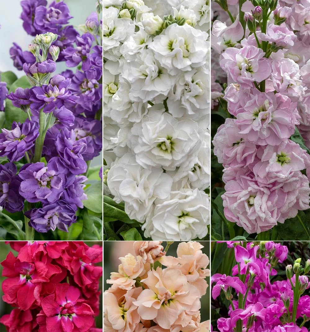 Seeds Of Strength stock bloom close-up shows lush petals for vibrant cuts.