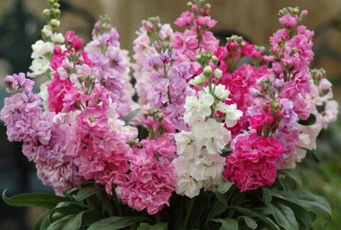 Seeds Of Strength stock cut-flower design inspiration for arrangements.