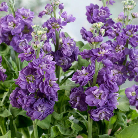 Seeds Of Strength stock double bloom image highlights full decorative flowers for bouquets.