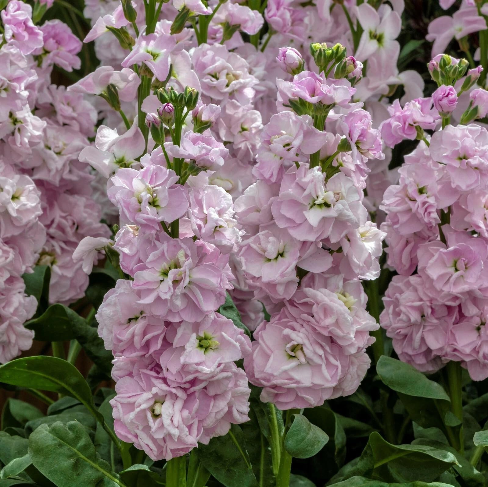 Seeds Of Strength stock edible-petal detail highlights culinary garnish use.