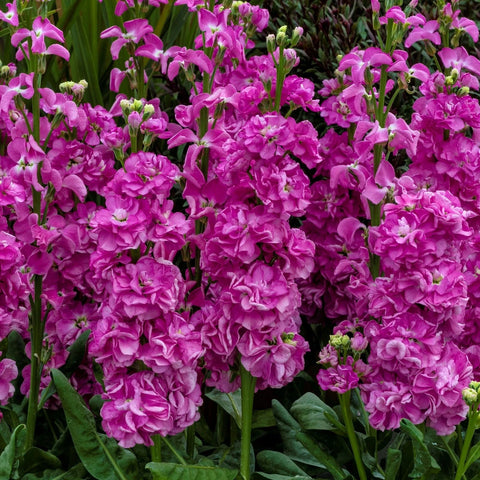 Seeds Of Strength stock garden-bed-ready image signals cool-season bloom potential.
