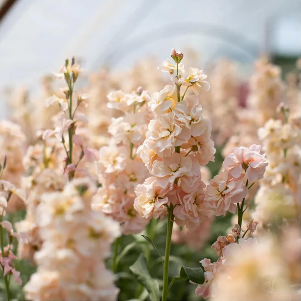 Seeds Of Strength stock indoors germination-friendly image suggests easy start indoors.