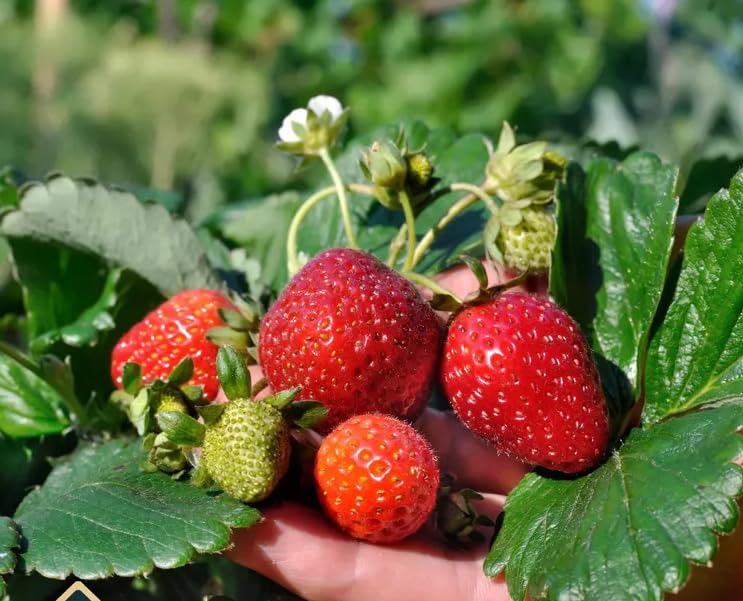 Seeds Of Strength strawberry flowers in white, pink, and red signal vibrant blooms for pollinators