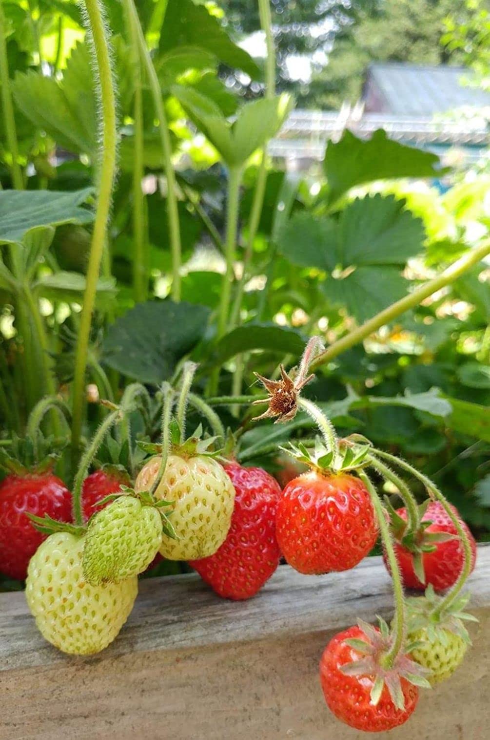 Seeds Of Strength strawberry germination tank supports even sprouting for thriving seedlings.