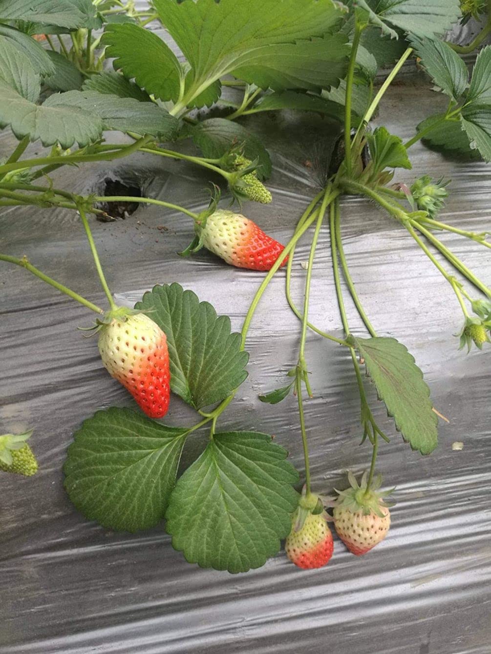 Seeds Of Strength fresh strawberries from home garden offer versatile use.