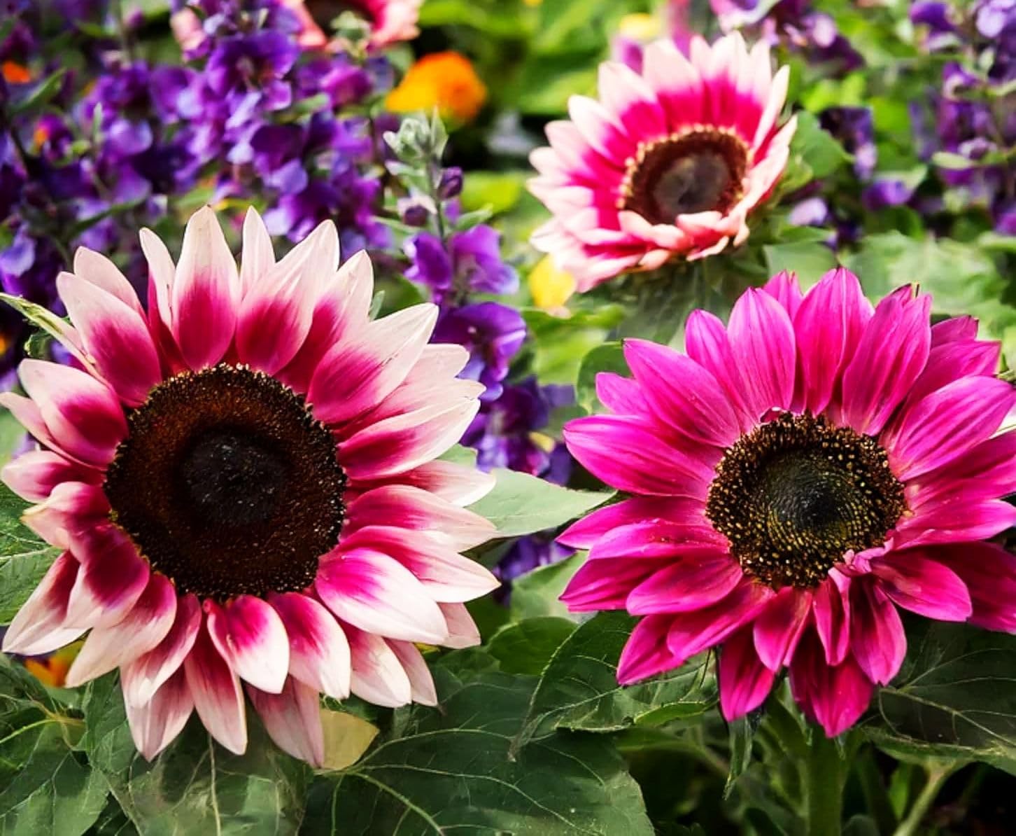 Seeds Of Strength strawberry pink sunflower blooms up-close, ideal for sunny borders.