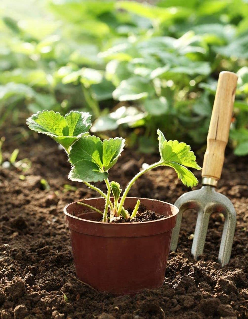Seeds Of Strength strawberry plants in garden bed promise flavor-filled fruit in sun.