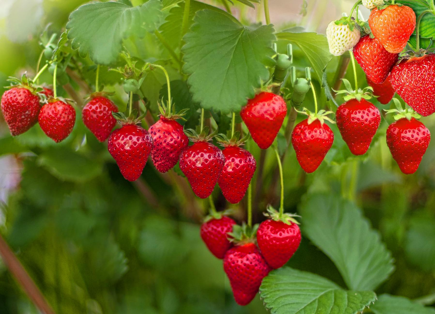 Seeds Of Strength strawberry seed pack hints at a future harvest of fresh berries.
