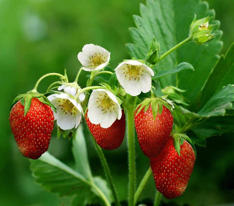 Seeds Of Strength strawberry seedlings in pot show early growth ready for transplant.