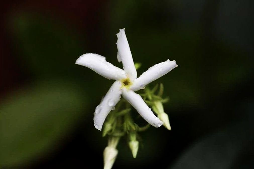 Seeds Of Strength sunny windowsill spot supports jasmine germination