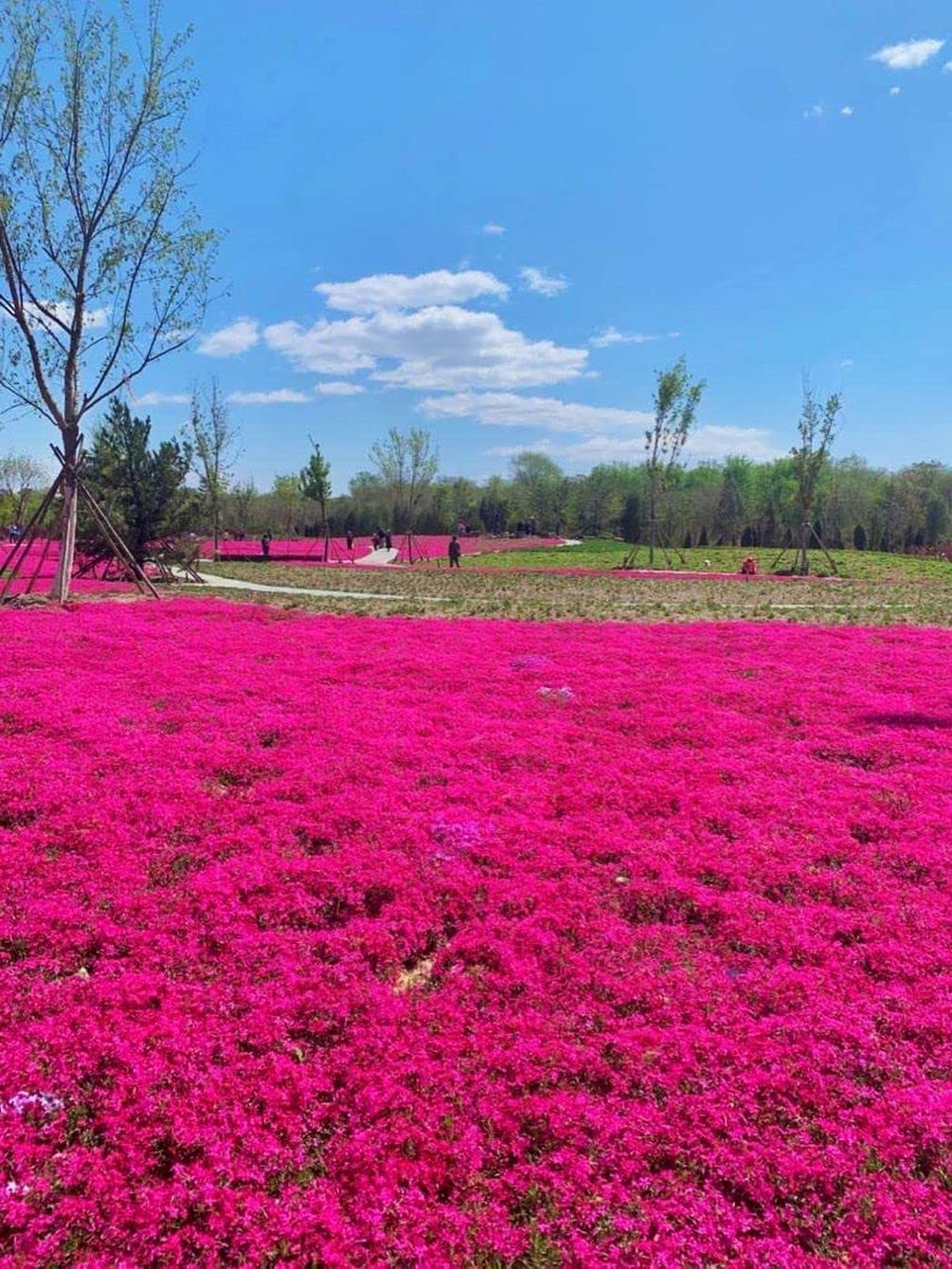 Seeds Of Strength Thyme Seeds 2000 Mix form red creeping ground cover for borders.