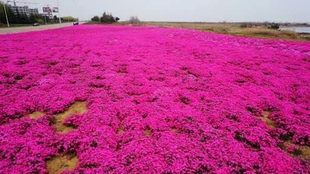 Seeds Of Strength Thyme Seeds 2000 Mix create a low carpet between pavers.