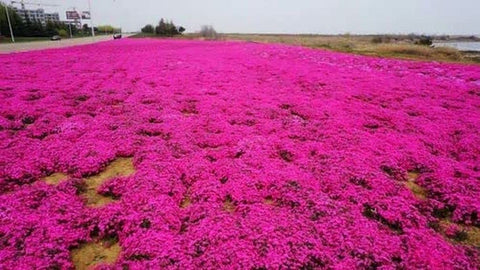 Seeds Of Strength Thyme Seeds 2000 Mix create a low carpet between pavers.