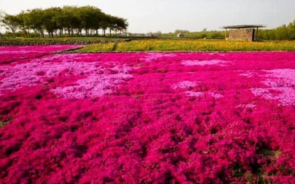 Seeds Of Strength Thyme Seeds 2000 Mix yield woolly, fragrant creeping thyme for small gardens.