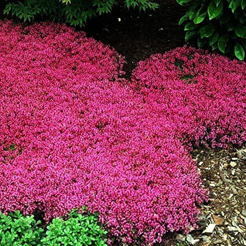 Seeds Of Strength Thyme Seeds 2000 Mix grows 2-3 inches high with about 1 foot spread.