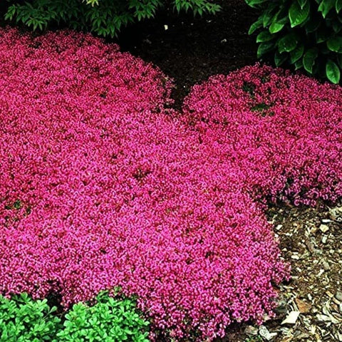 Seeds Of Strength Thyme Seeds 2000 Mix grows 2-3 inches high with about 1 foot spread.