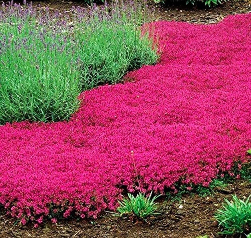 Seeds Of Strength Thyme Seeds 2000 Mix suited for zones 4-9 as a perennial border.