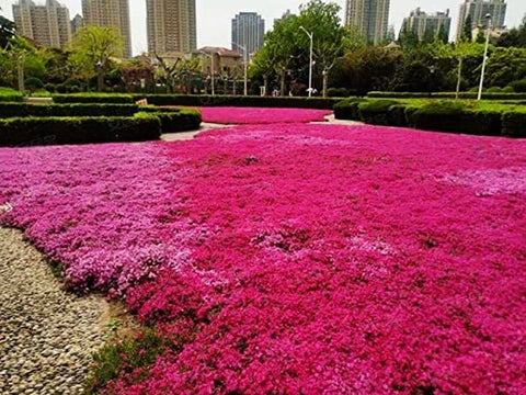 Seeds Of Strength Thyme Seeds 2000 Mix can be renewed by dividing in spring.