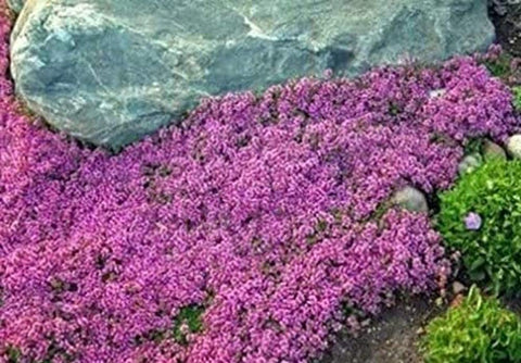 Seeds Of Strength thymus serpyllum perennial ground cover thriving in sunny beds.