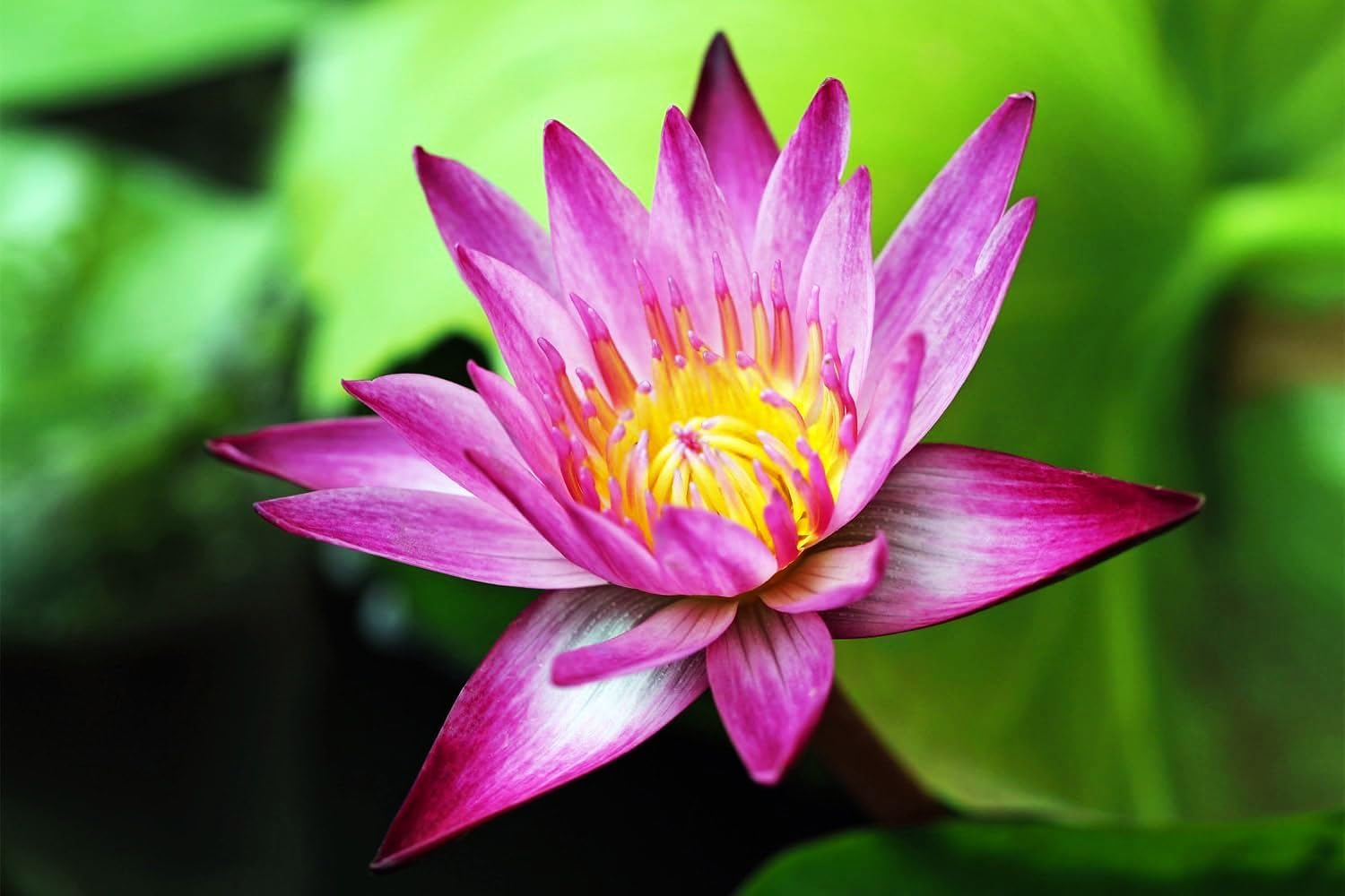 Seeds Of Strength water garden bowl setup demonstrates compact display for indoor spaces.
