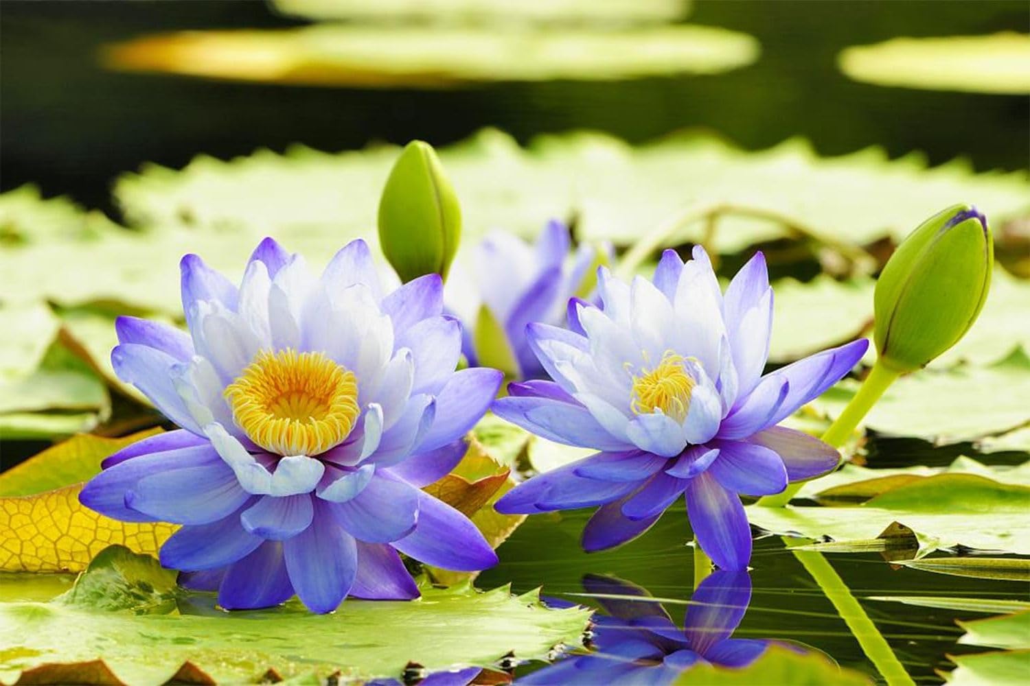 Seeds Of Strength water lilies blooming in a pond display