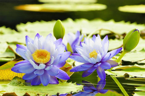 Seeds Of Strength water lilies blooming in a pond display