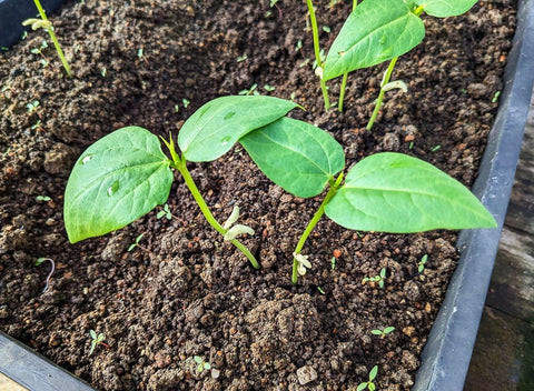 Seeds Of Strength yard long bean vines climbing a trellis for easy gardening