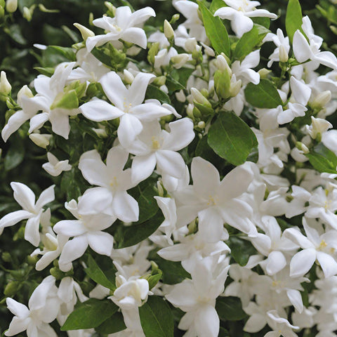 Seeds Of Strength young Arabian jasmine pot ready for repotting