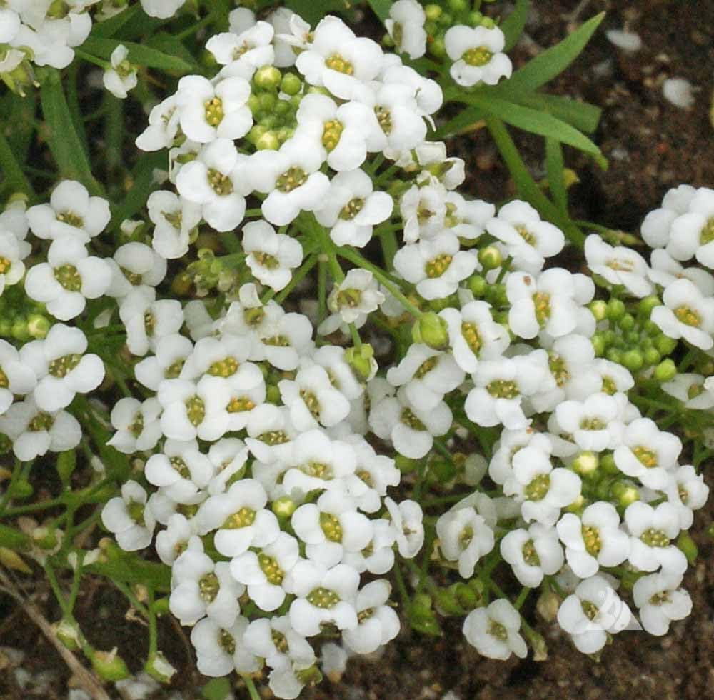 Seeds2Go Sweet Alyssum Carpet of Snow blooms along borders and walkways.