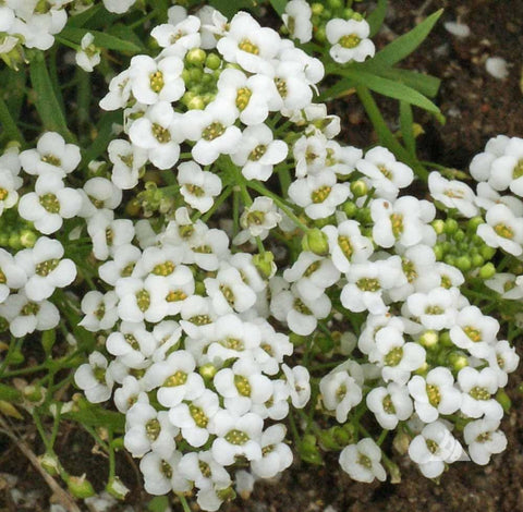 Seeds2Go Sweet Alyssum Carpet of Snow blooms along borders and walkways.