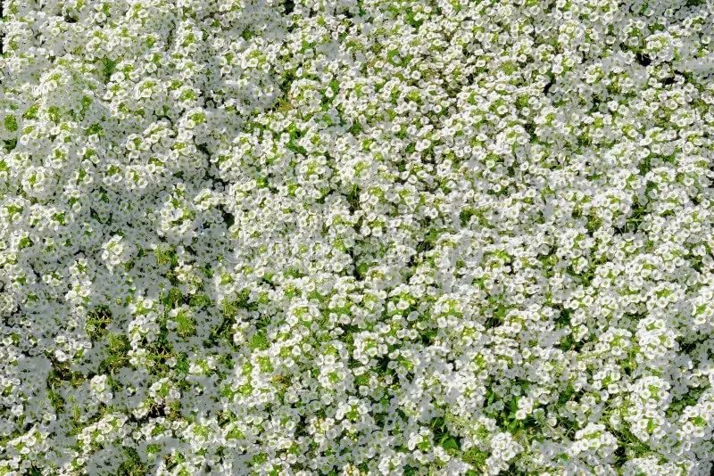 Seeds2Go Carpet of Snow alyssum for containers provides cascading white blooms.