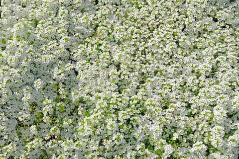 Seeds2Go Carpet of Snow alyssum for containers provides cascading white blooms.